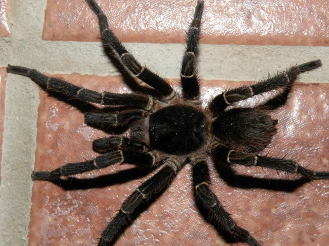 Veneno de araña es capaz de matar células cancerosas