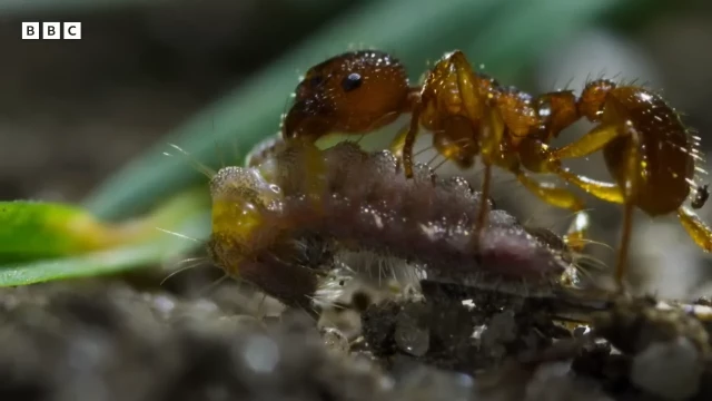 La secuencia se inicia con una oruga engañando a una hormiga para que la lleve a su guarida. Dentro va a ocurrir uno de los trucos más asombrosos del reino animal