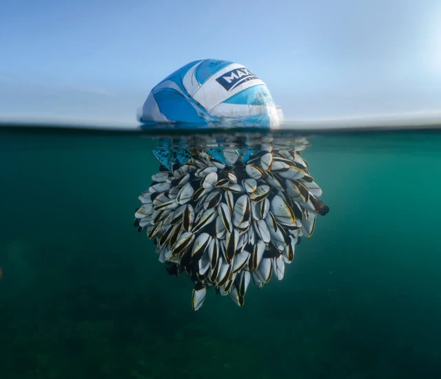 Un balón de fútbol, el improbable hogar de decenas de percebes: la impactante imagen que ha ganado los British Wildlife Photography Awards