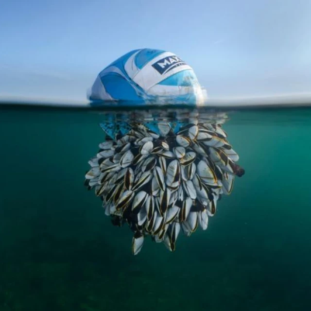 Mitad balón de fútbol, mitad percebes: la impresionante foto que se llevó el premio del British Wildlife Photography Awards