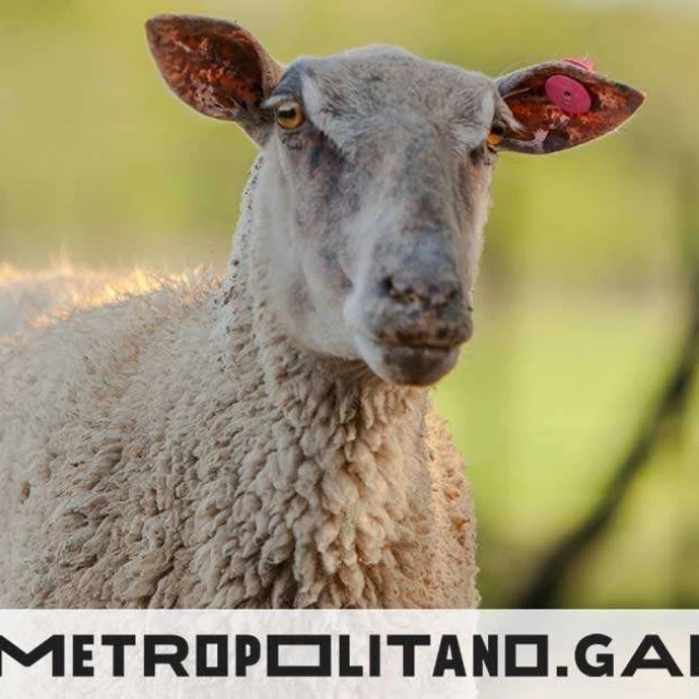 Matar de hambre y sed a dos ovejas y una cabra en Gondomar solo cuesta una multa de 1.080€