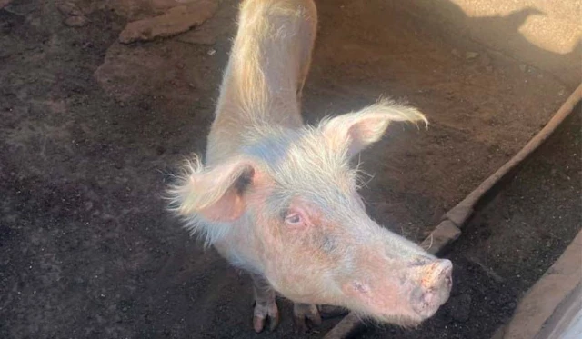Brutal caso de maltrato animal en Canarias: más de 200 cuerpos desnutridos, agonizando y quemados