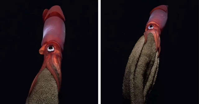 Un vídeo capta a un calamar de ojos negros arrastrando miles de huevos por el océano [ENG]