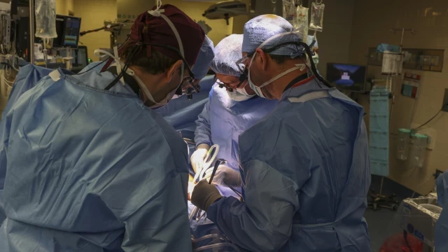 Primer trasplante de riñón de cerdo modificado genéticamente a un ser humano vivo