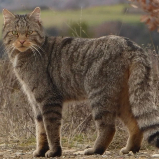 Reaparece el gato montés en el Montseny, el único felino salvaje de Cataluña