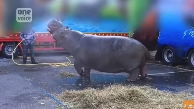 El hipopótamo más grande de Europa, a punto de ser liberado del circo donde malvive tras 30 años durmiendo en un camión