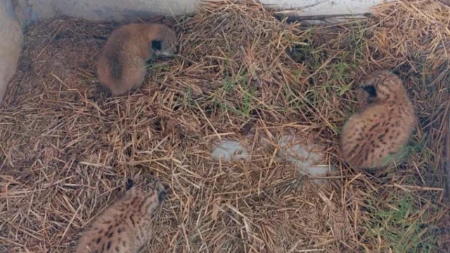 Un ganadero de Toledo encuentra tres crías de lince ibérico recién nacidas en un pajar