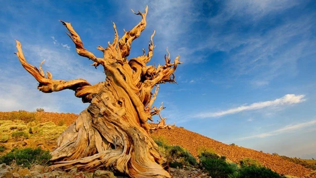 Este es el árbol más viejo del mundo: 4.850 años