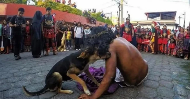 Perrito protege a "Jesús" durante representación del Viacrucis en Guatemala