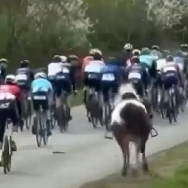 Vídeo: Lars Daniels detiene a un caballo a la fuga en plena carrera ciclista