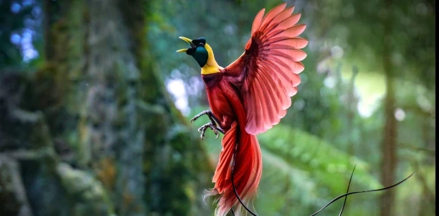 Un estudio histórico revela un nuevo “árbol de la vida” para todas las aves actuales