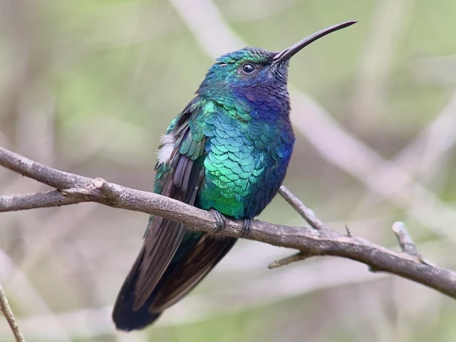 Encuentran y capturan en vídeo a uno de los pájaros más raros y elusivos del planeta: el impresionante colibrí de Santa Marta