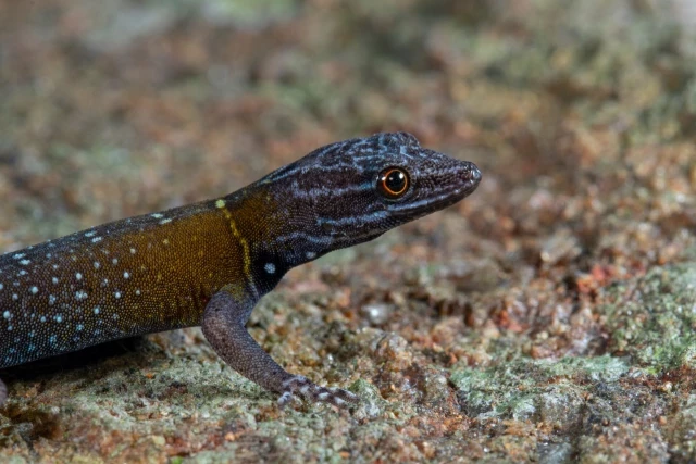 Descubren una nueva y fascinante especie de lagarto, y recuerda tanto a “La Noche Estrellada” que lo han llamado Cnemaspis vangoghi