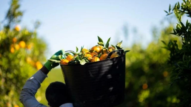 Los precios de la naranja bajan un 18% para agricultores pero suben un 15% para consumidores, según un estudio de AVA