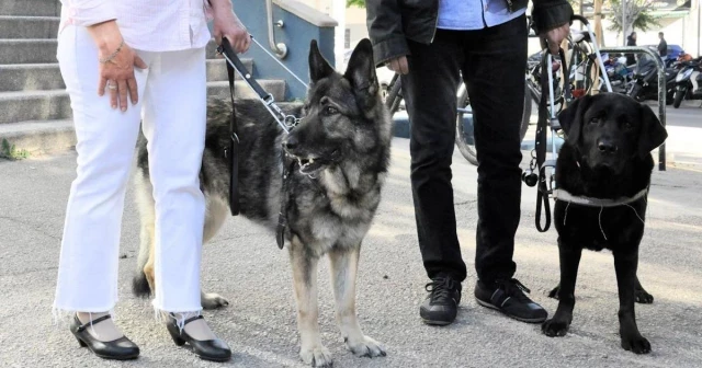 Denuncian a un restaurante de Palma por prohibir la entrada a dos ciegos con su perro guía