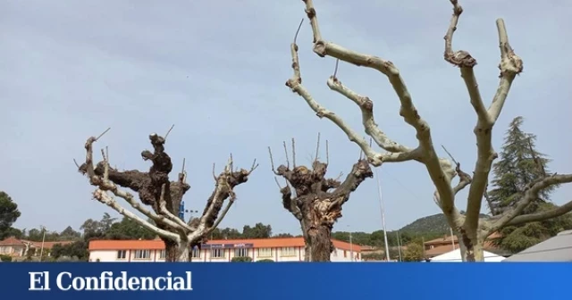 Cortar por lo sano: por qué casi toda España está podando mal los árboles urbanos