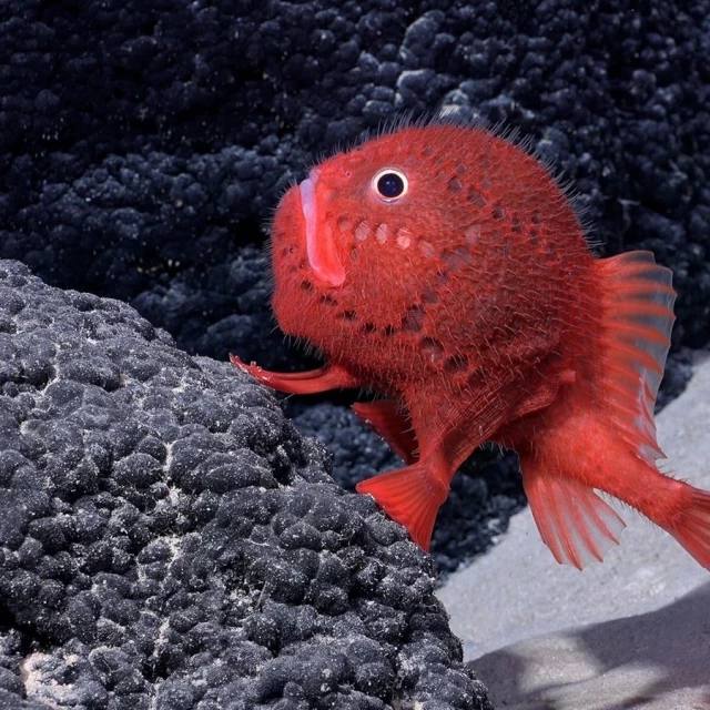 Descubren en Chile un pez "andador" que parece hecho de ganchillo