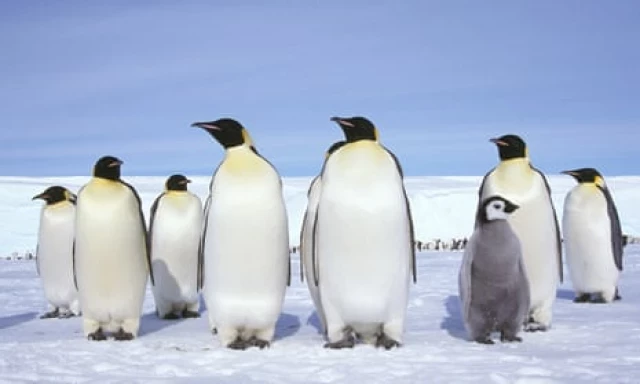 Récord de aumento de temperatura en la Antártida genera temores de una catástrofe [Ing]