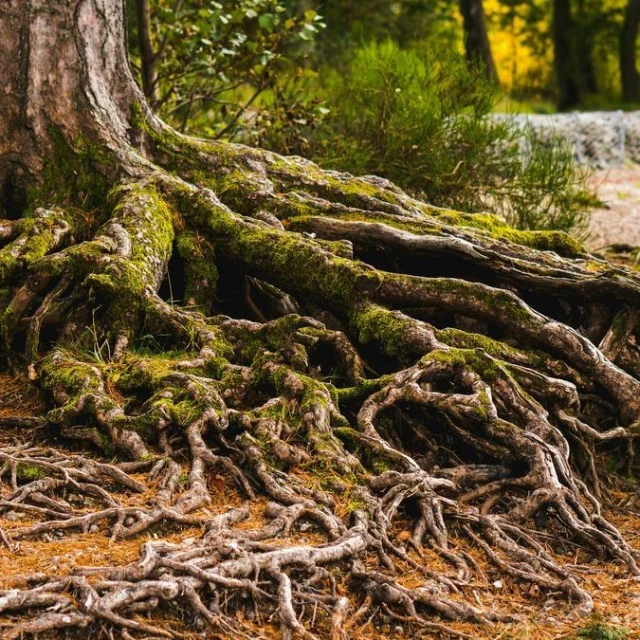Logran controlar la dirección de las raíces de las plantas: "Ayudará a mitigar el cambio climático"