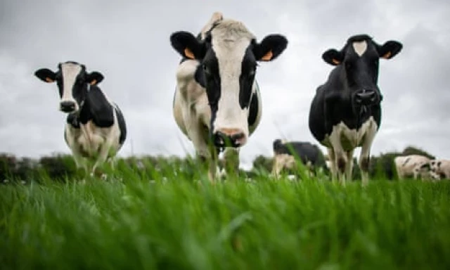 Francia: prohibido quejarse de los ruidos rurales, como el mugir de las vacas [Ing]