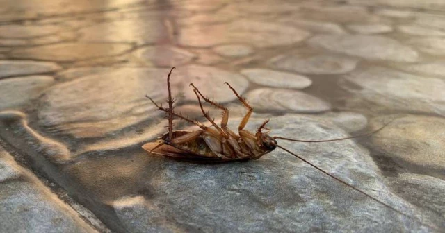 Expertos alertan: "Las cucarachas se han hecho resistentes a los insecticidas y el verano será complicado"