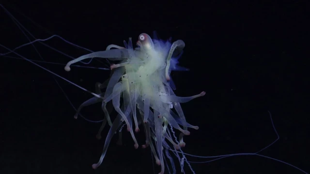 Una expedición encuentra criaturas desconocidas para la ciencia en una cordillera submarina cerca de Rapa Nui