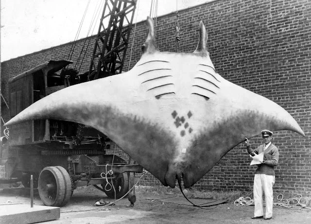 Historia de una mantarraya gigante que fue capturada frente a la costa de Nueva Jersey en 1933 [ENG]