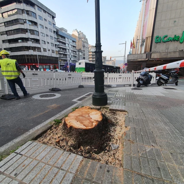 El Concello reduce la ‘masa verde’ de Vigo talando grandes árboles y plantando otros ornamentales