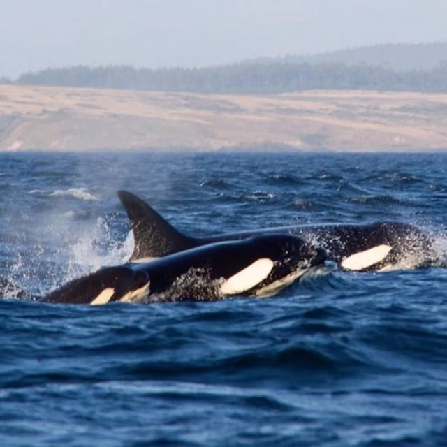 Orcas golpean un velero hasta dejarlo a la deriva en A Coruña