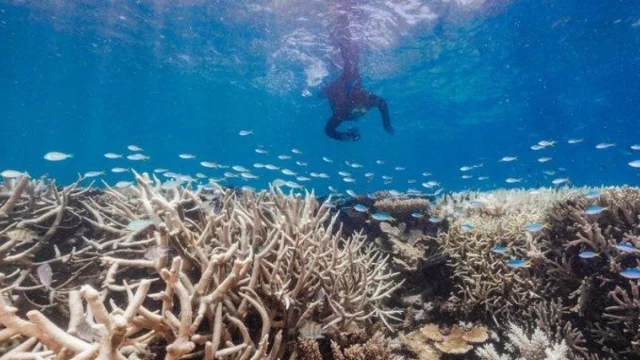 La Gran Barrera de Coral sufre un blanqueamiento récord que llega a 18 metros de profundidad
