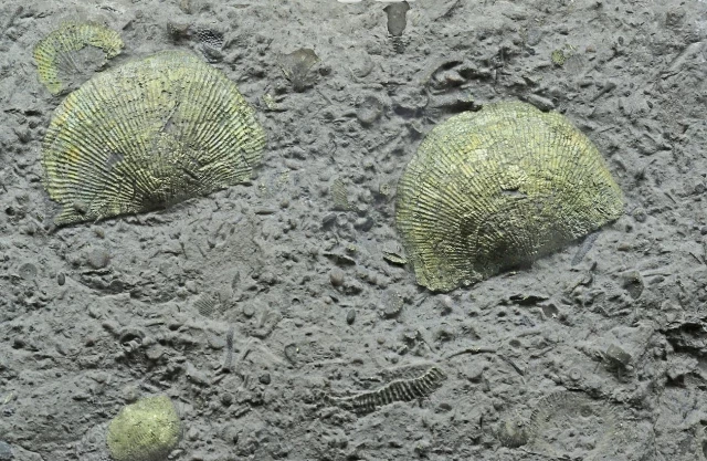 La pirita es conocida como el oro de los tontos, pero ahora han encontrado que contiene litio