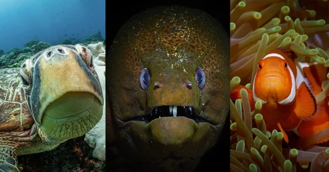 El fotógrafo que pasa 500 horas bajo el agua cada año comparte sus mejores tomas [ENG]