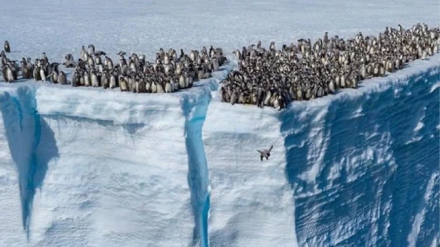 Graban por primera vez a cientos de polluelos de pingüino lanzándose al vacío desde 15 metros de altura