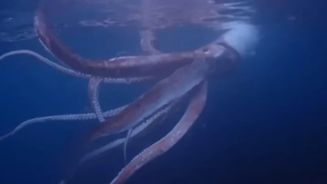 Captan impresionante imagen de calamar gigante en Japón