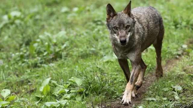 El Principado defiende en Bruselas poder cazar al lobo: «Los daños empiezan a ser insoportables»