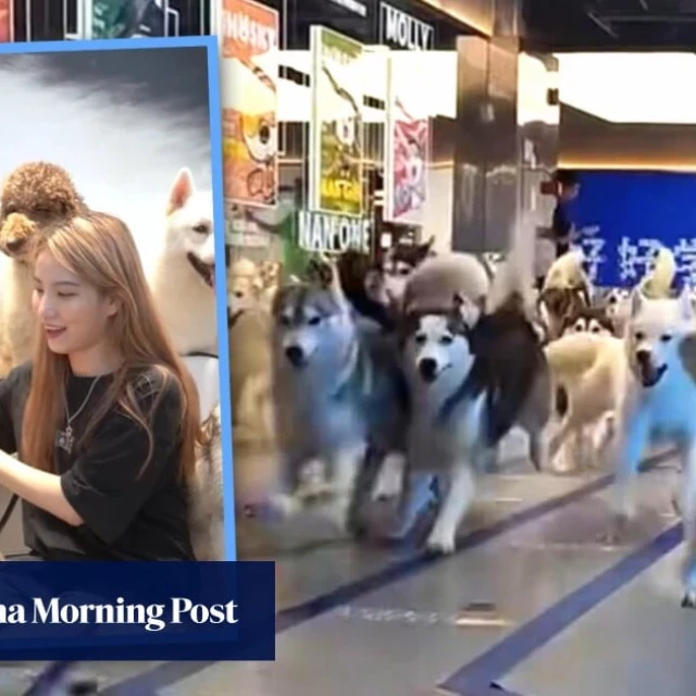La gran huída: 100 huskies corren como locos por un centro comercial en China al quedar abierta la puerta de una cafetería perruna