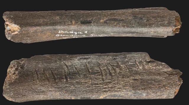 El hueso con incisiones más antiguo encontrado en el norte de Europa demuestra las tempranas capacidades cognitivas de los neandertales