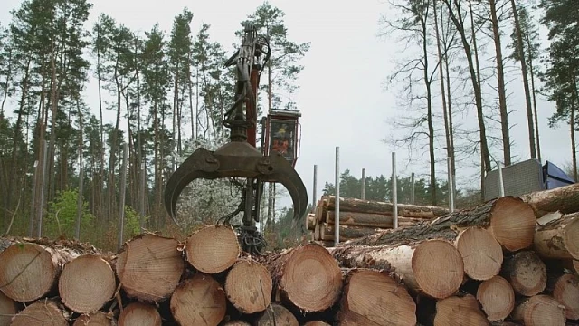 Documentos TV - Ikea, el señor de los bosques