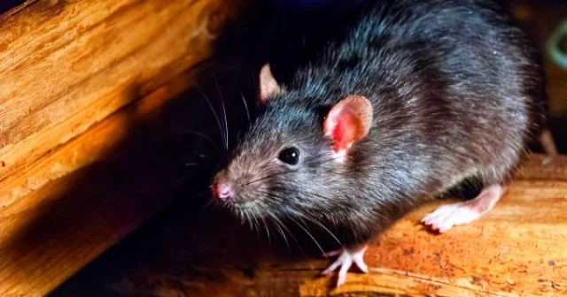 Pánico en New York por invasión de ratas y un virus potencialmente mortal