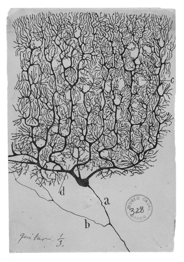 Fascinante cerebro: los asombrosos dibujos del padre fundador de la neurociencia Santiago Ramón y Cajal