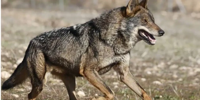 Encuentran a un lobo ibérico muerto por un posible disparo en el casco urbano de Cervera de Pisuerga (Palencia)