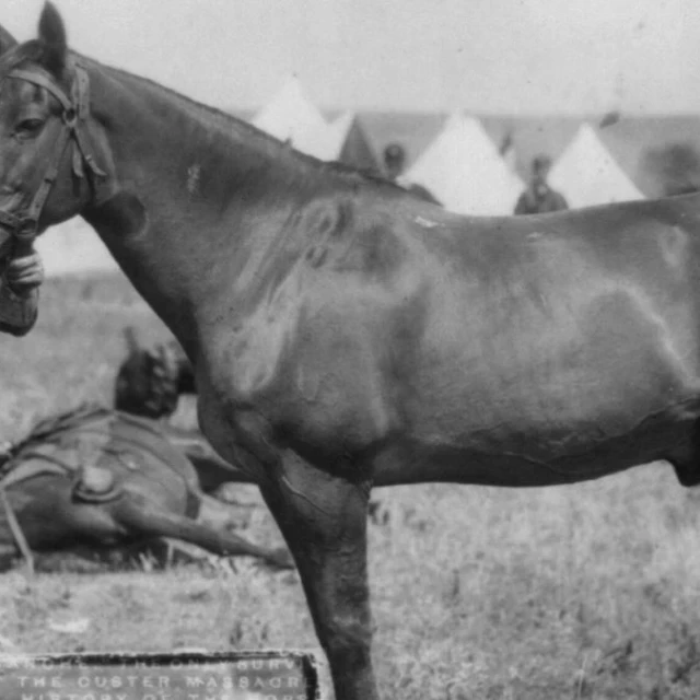 Comanche, el caballo que sobrevivió a Custer