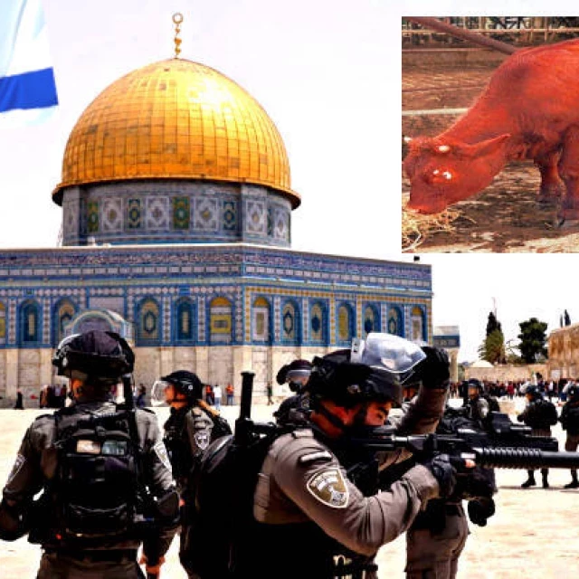 “Sacrificio de vacas rojas”: palestinos denuncian complot sionista que amenaza la mezquita de Al-Aqsa para construir el Tercer Templo