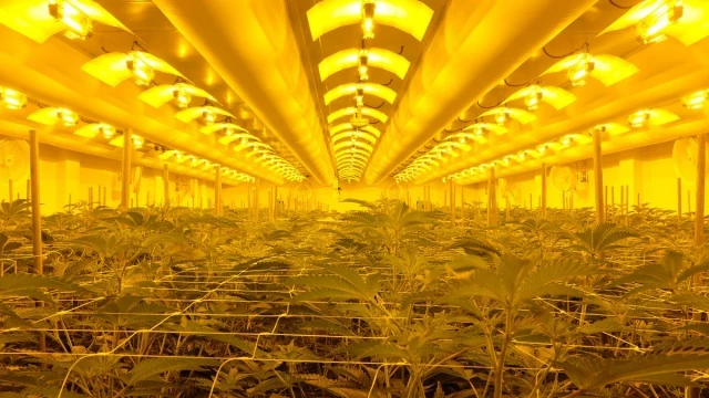 Portugal cultiva toneladas de cannabis medicinal legal