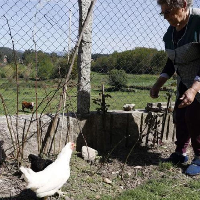 El PP gallego pide suprimir el registro de gallinas porque no tiene sentido hacerlo en un país en el que se liberan a etarras y violadores
