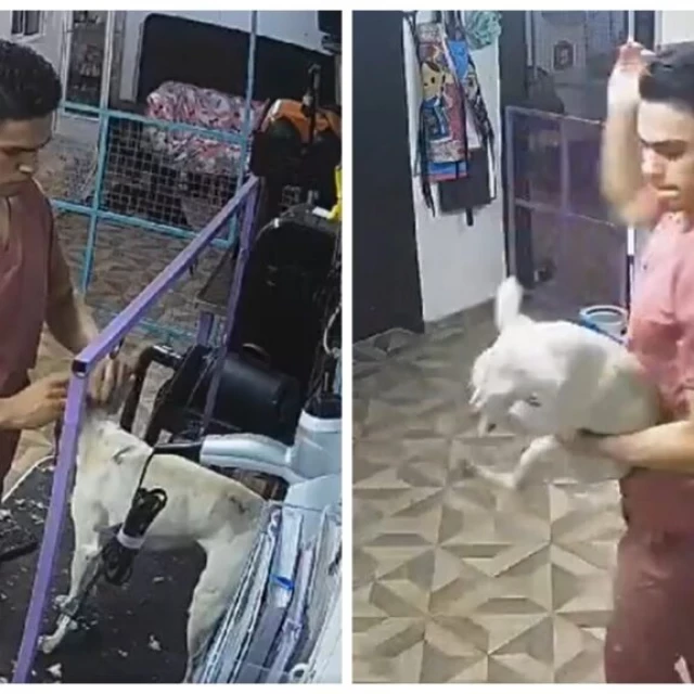Empleado de estética canina golpea a perro y causa su muerte en León (México)