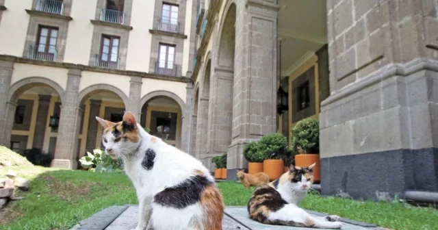 Gatitos: la presidencia declara a los gatos de Palacio Nacional como ‘activos de la nación’