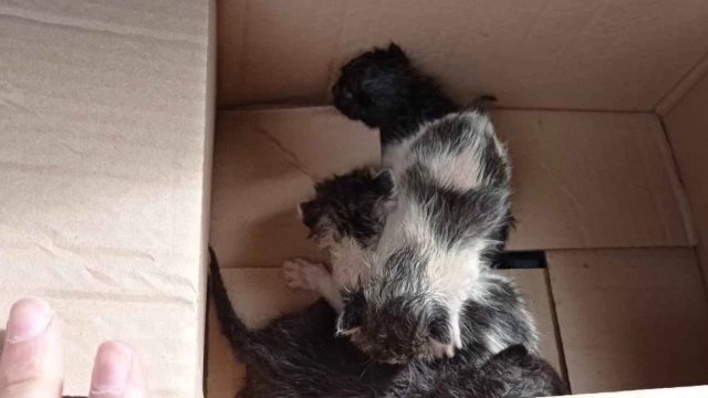 La Policía rescata a cuatro gatos recién nacidos arrojados a un contenedor en Ciudad Real