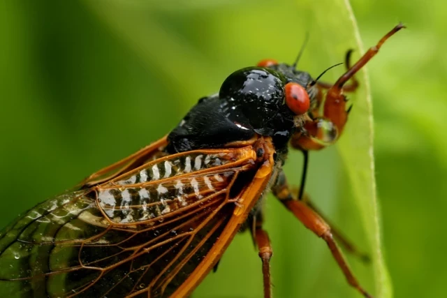 ¡Cigarra-palooza! Miles de millones de insectos cubrirán a Estados Unidos (eng)