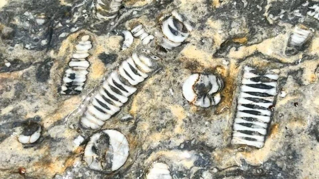 Hallan en O Courel singulares fósiles marinos de hace 416 millones de años